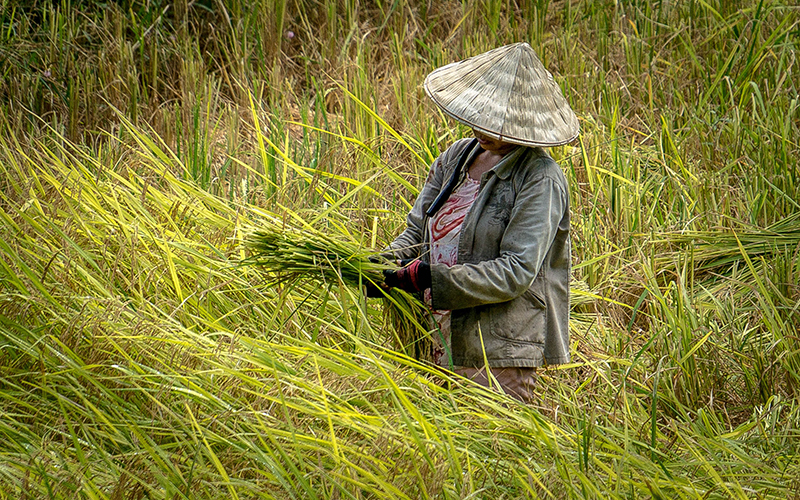 Keeping Asia and the Pacific fed during the pandemic