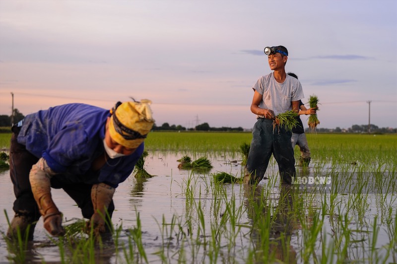 Hanoi farmers switch to night work to avoid burning sun