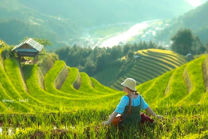 Where to see ripening rice fields in North Vietnam