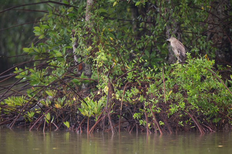 HSBC joins hands with WWF-Vietnam in mangrove forest restoration project