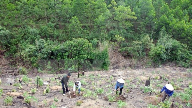 Vietnam's nationwide forest coverage reaches 42%: Minister