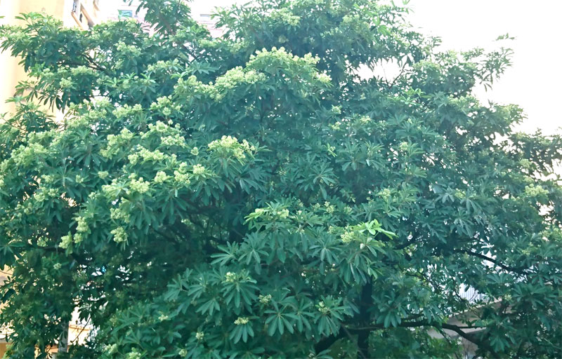 Blackboard tree blossom in the fresh air of Hanoi's autumn