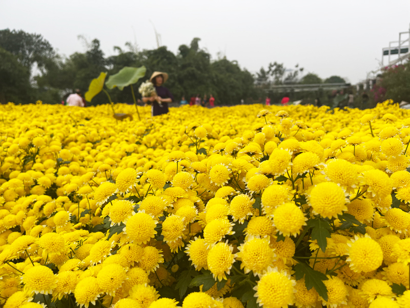 Ho Tay Flower Valley: An ideal destination for flower lovers in Hanoi 