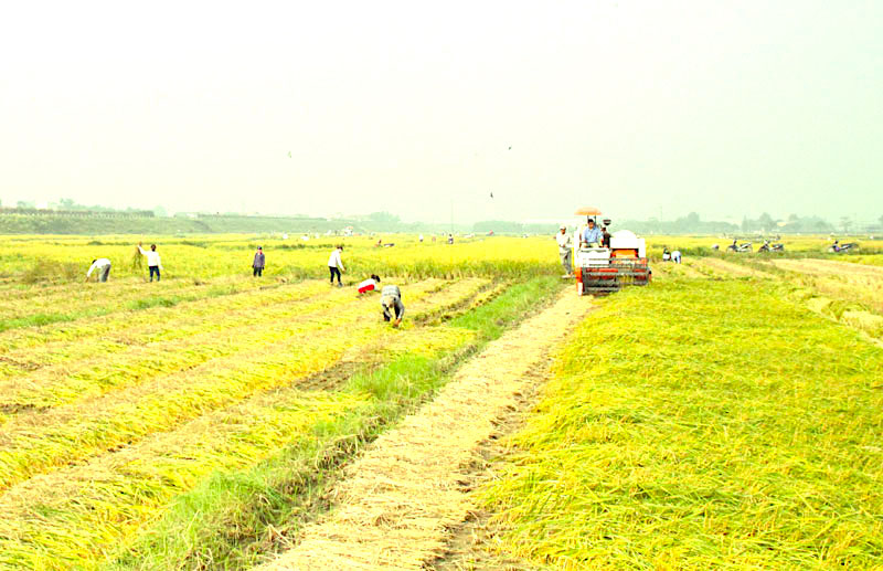 Vietnam continues restructuring rice cultivation