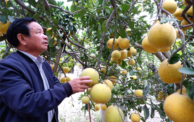 Dien Pomelo - a precious fruit delicacy of Hanoi