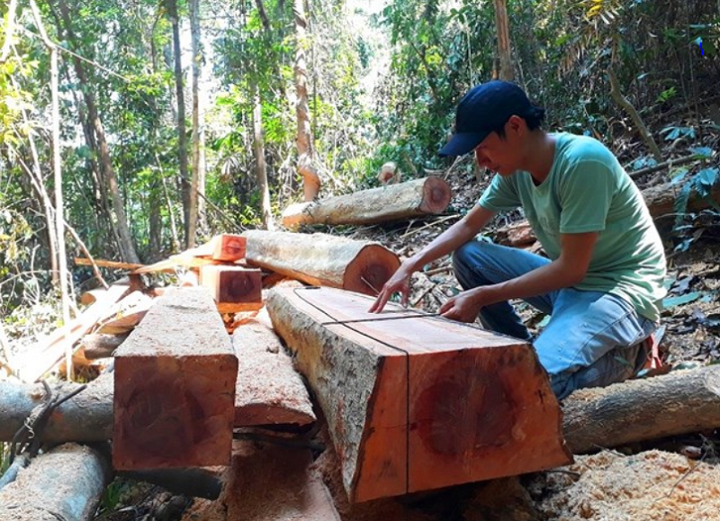 Vietnam curbs illegal timber import following US probe 