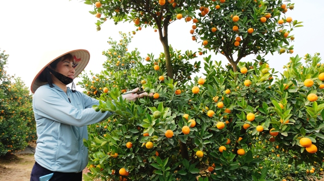 The largest Kumquat garden in Hanoi is ready for Tet