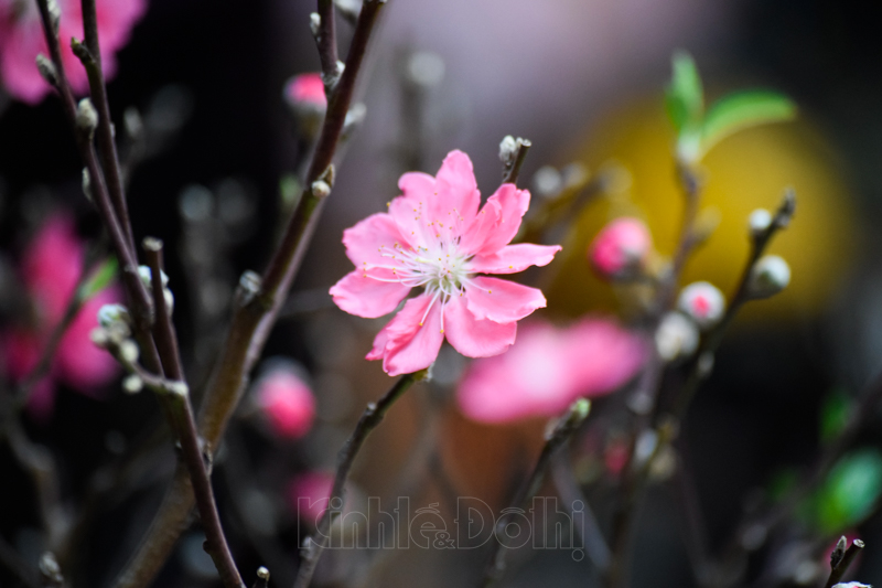 Hanoians enjoy oldest spring flower market in Hang Luoc street