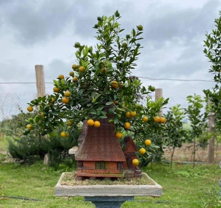 Bonsai Kumquat In Typical Houses Is Favored