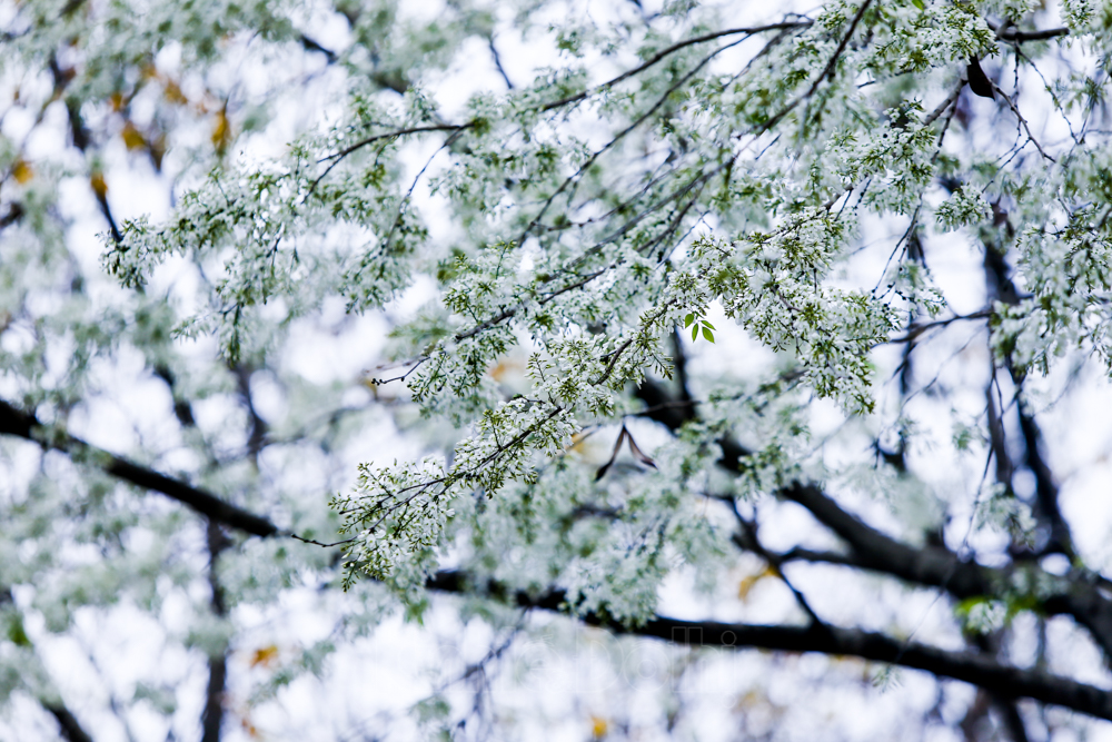 A charming Hanoi in stunning beauty of Sua flowers 