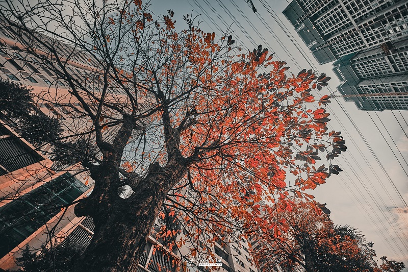 Old green trees - a special heritage of Hanoi