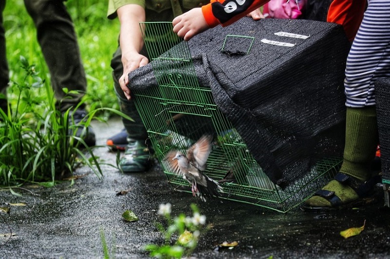 “Going Home” tour provides wildlife releasing for tourists