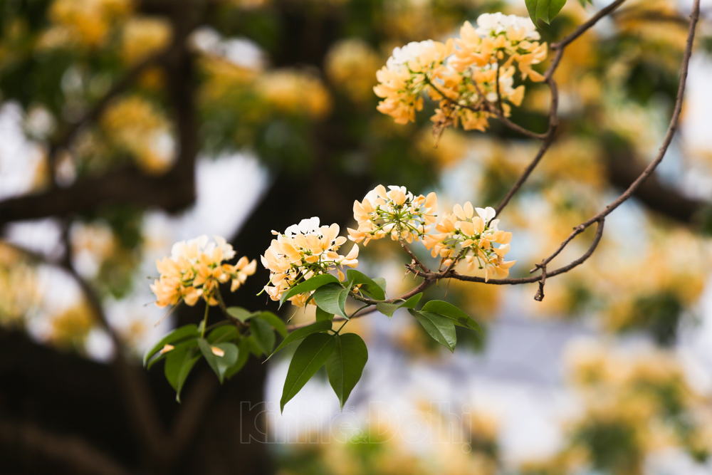 Uniquely in Hanoi: the 300-year-old Bun Flower Tree in full bloom 