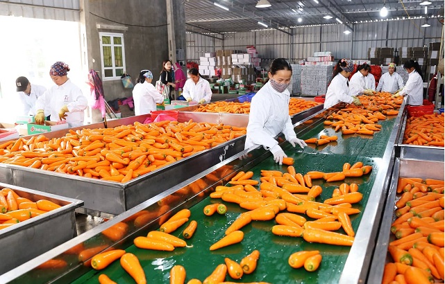 Vietnam Fruit, Vegetable Exports Rise Above 6% To Over US$900 Million In Q1