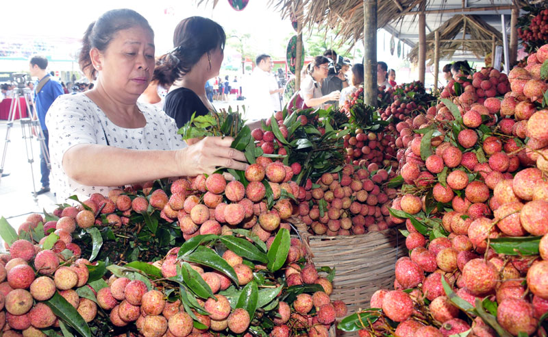 Hai Duong lychee to be sold on e-commerce sites