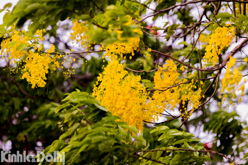 Osaka blossom adds vibrancy of Hanoi streets