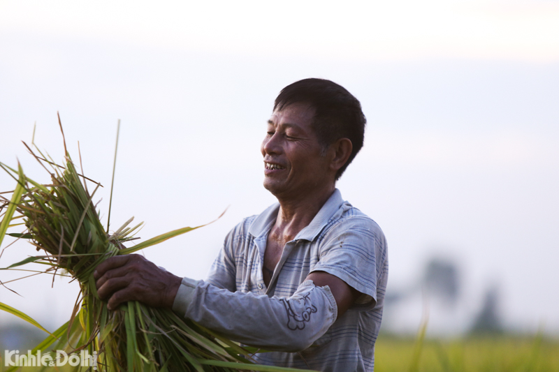 Hanoi farmers harvest rice under scorching heat