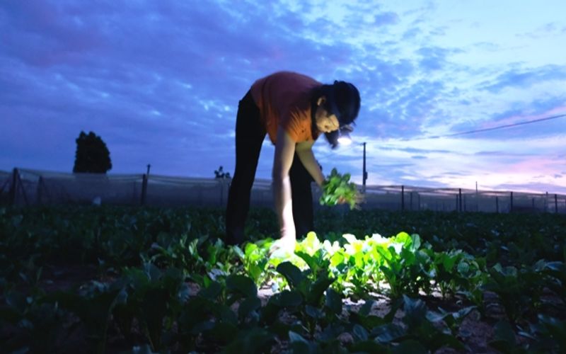 Hanoi farmers work at night to avoid burning sun ​