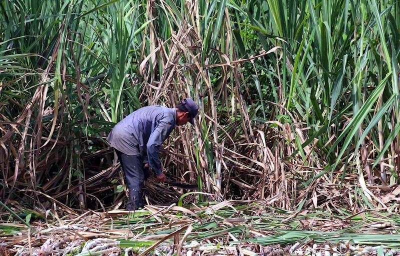 Vietnam imposes anti-dumping duty on sugar from Thailand