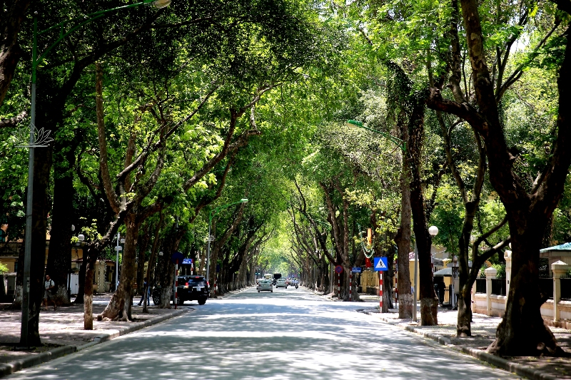 Vietnam’s youth to plant a million trees in 2021-25 period