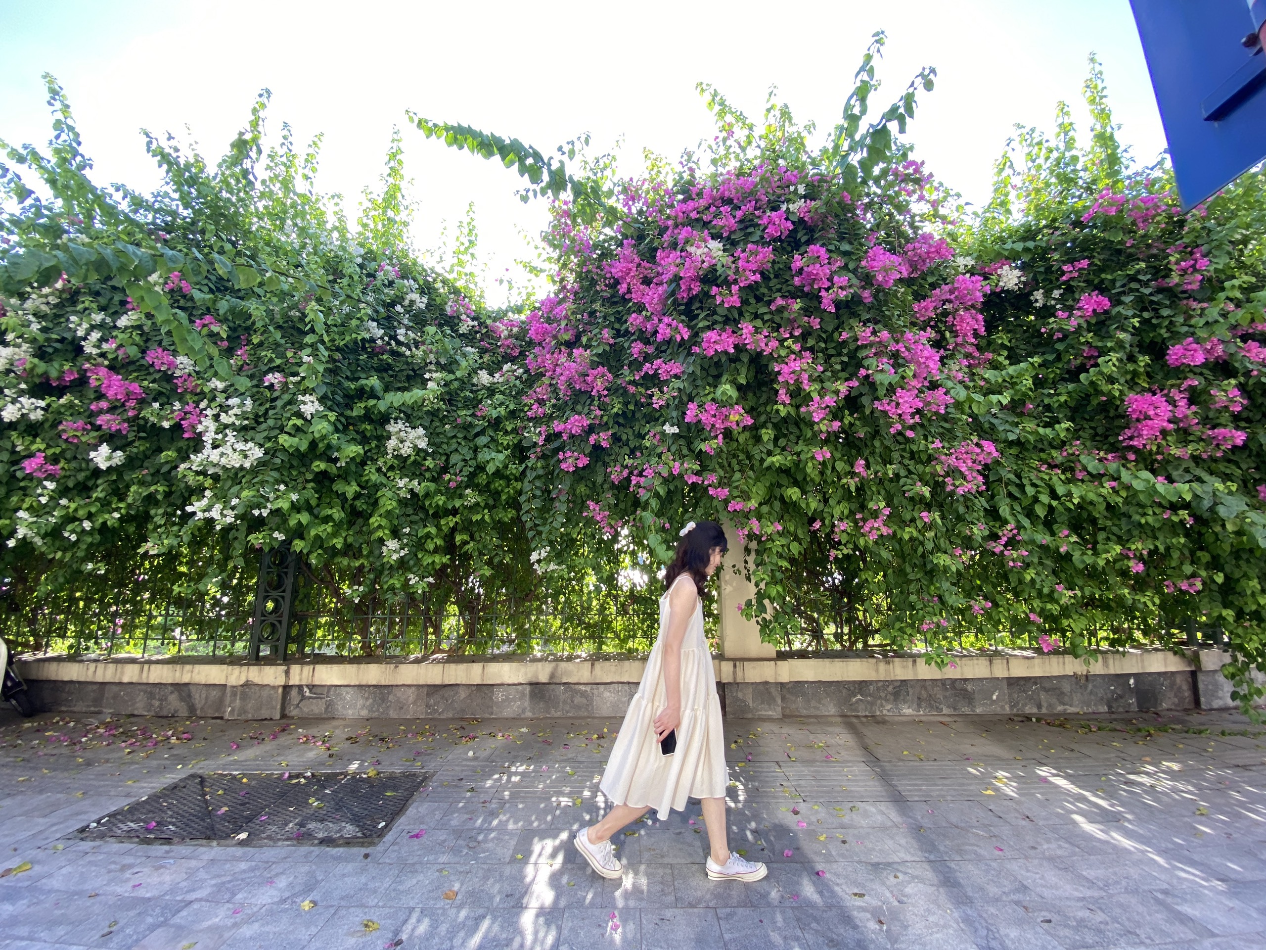 Picturesque bougainvilleas brilliantly bloom on Hanoi's streets