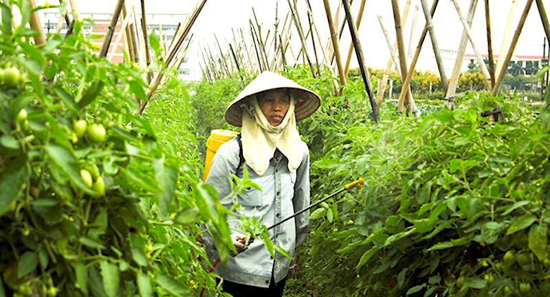 Hanoi strives to have 100% of its countryside new-style rural areas this year