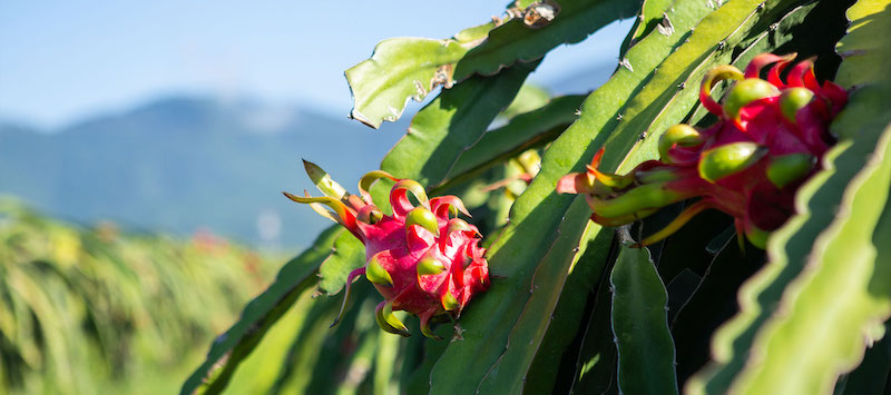  Australian consumers enjoy Vietnamese dragon fruit at trade fair