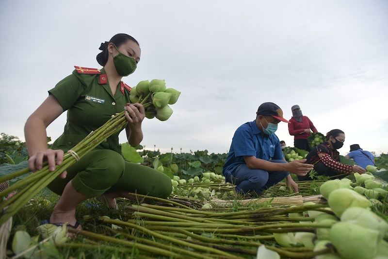 Hanoi: Policemen help farmers harvest agricultural products