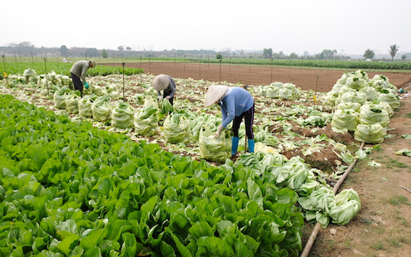 Supply chain helps stabilize agricultural production in Hanoi