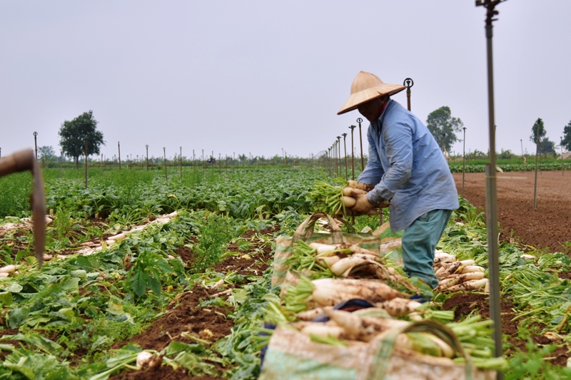 Vietnam launches platform for farm produce trading