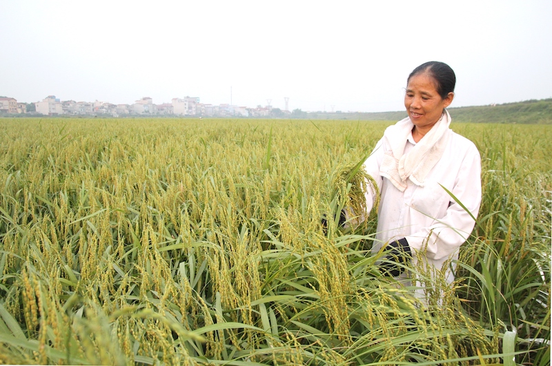 Vietnam and Africa bolster cooperation in agricultural trade and investment