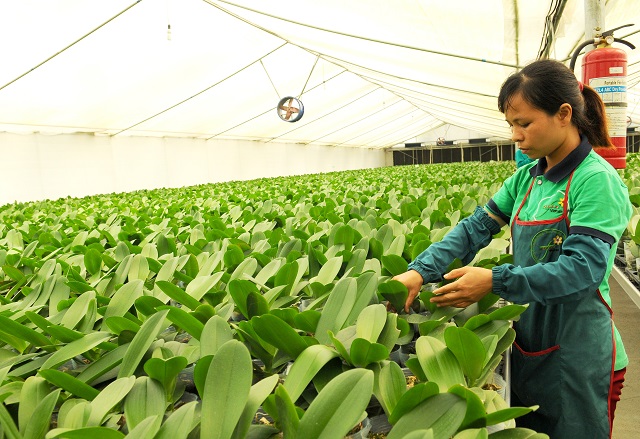 Hanoi's agriculture sector eyes 2.5-3% expansion in 2021-2025