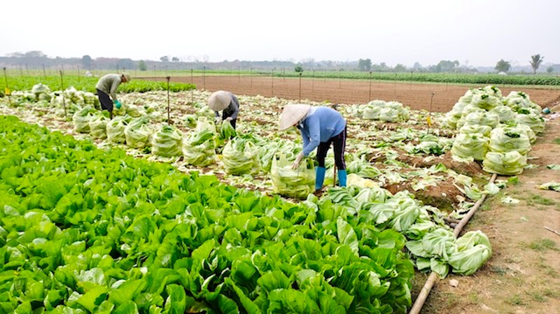 Hanoi seeks sustainable trade connection with localities