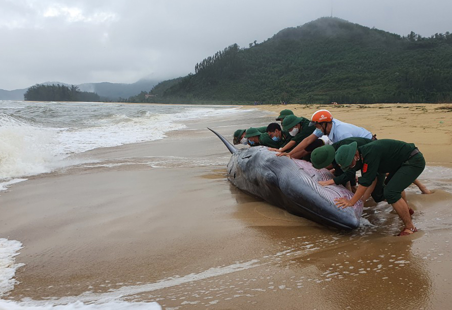 Photo of the day: Whale rescued in Vietnam