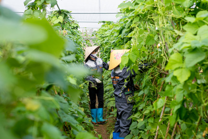 Hanoi to promote  farm produce chains with int’l standards