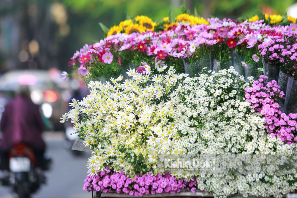 Idyllic Hanoi streets in Marguerite daisy season 