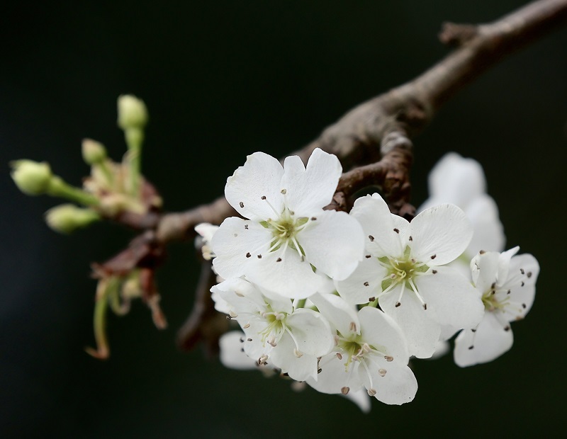 Wild pear flower season comes early on the streets of Hanoi