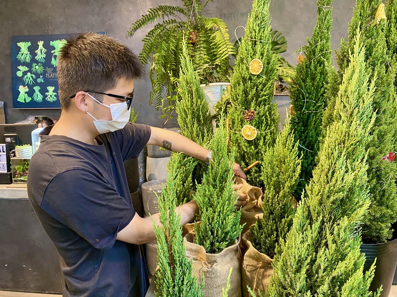 Christmas season 2021: Hanoians prefer real trees