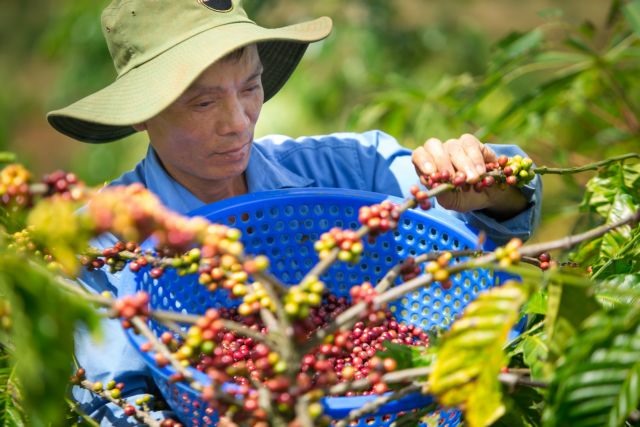 Bringing farm produce abroad: Role of overseas Vietnamese is significant