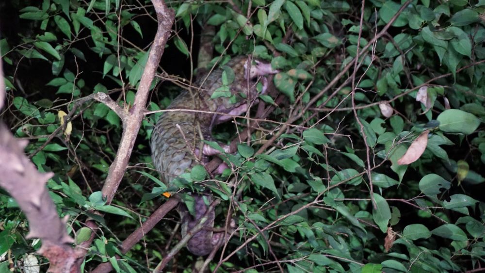 NGO returns pangolins to nature on World Pangolin Day 