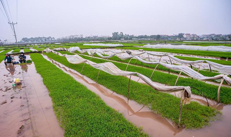 Project to upgrade rice value chain kicked off in Vietnam’s Red River Delta