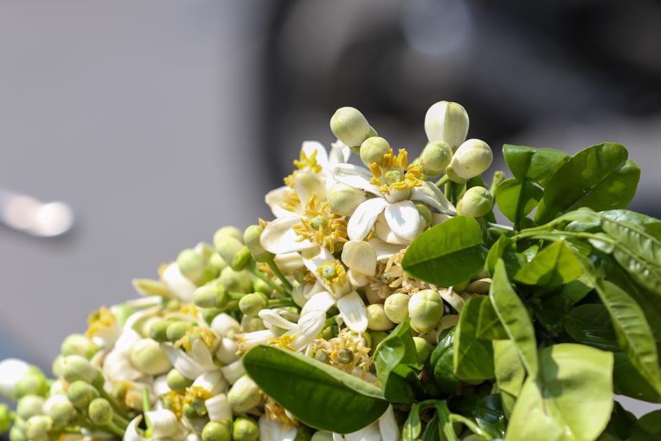 Grapefruit flowers decorate Hanoi's streets