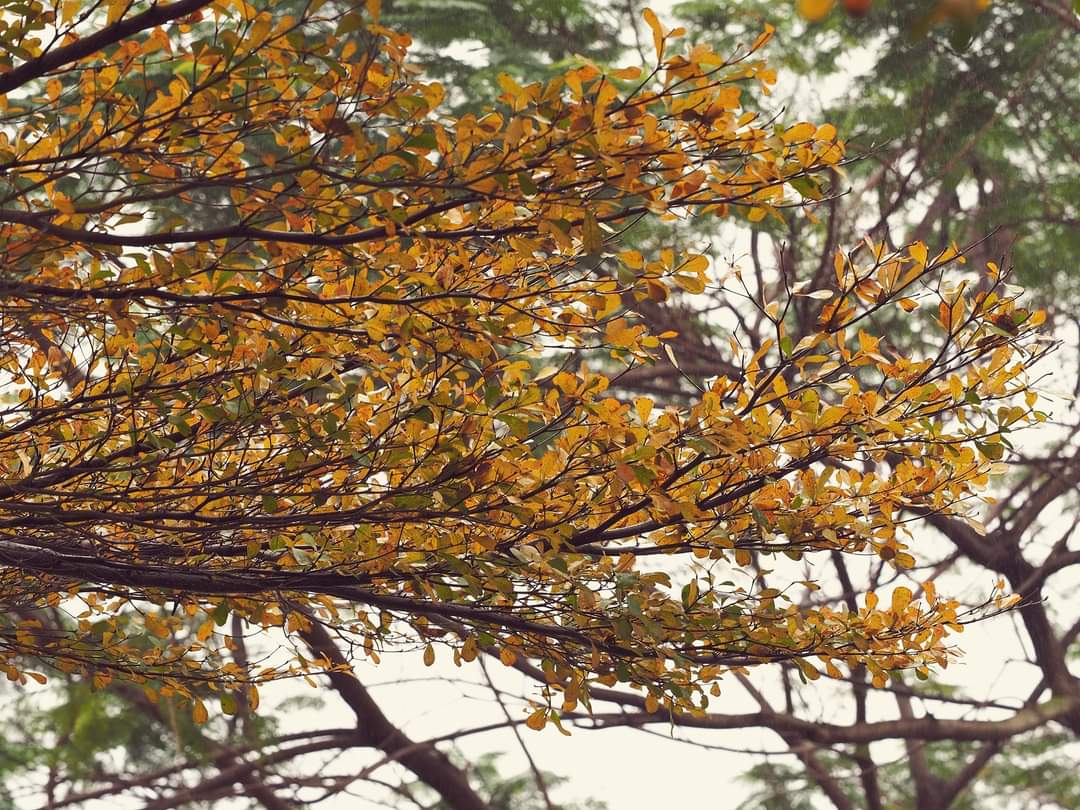 Hanoi streets picturesque with Bucida molinetii's changing leaf color