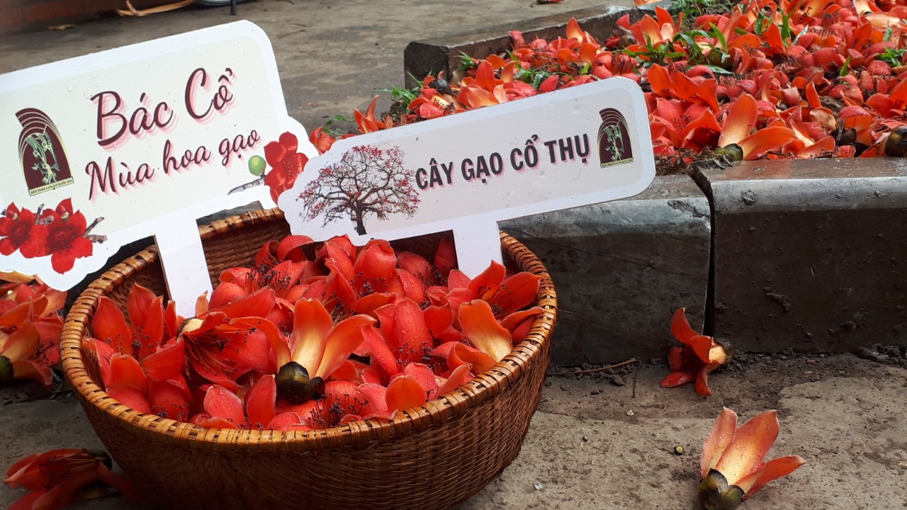 Tour to admire Bombax Ceiba flower in Hanoi opens