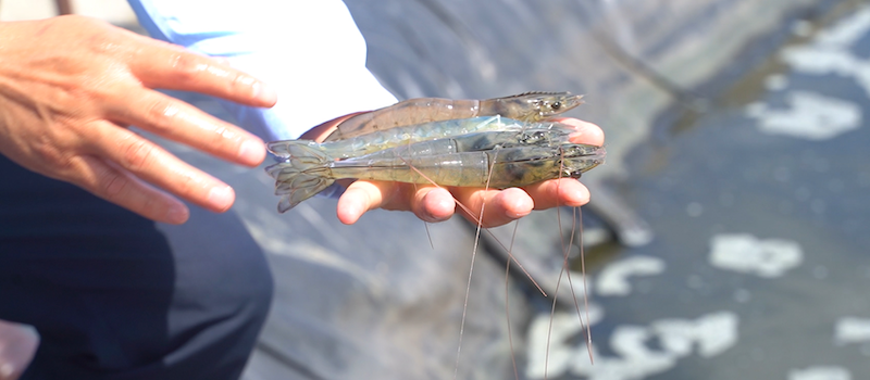 New digital app to make Vietnam’s shrimp market transparent