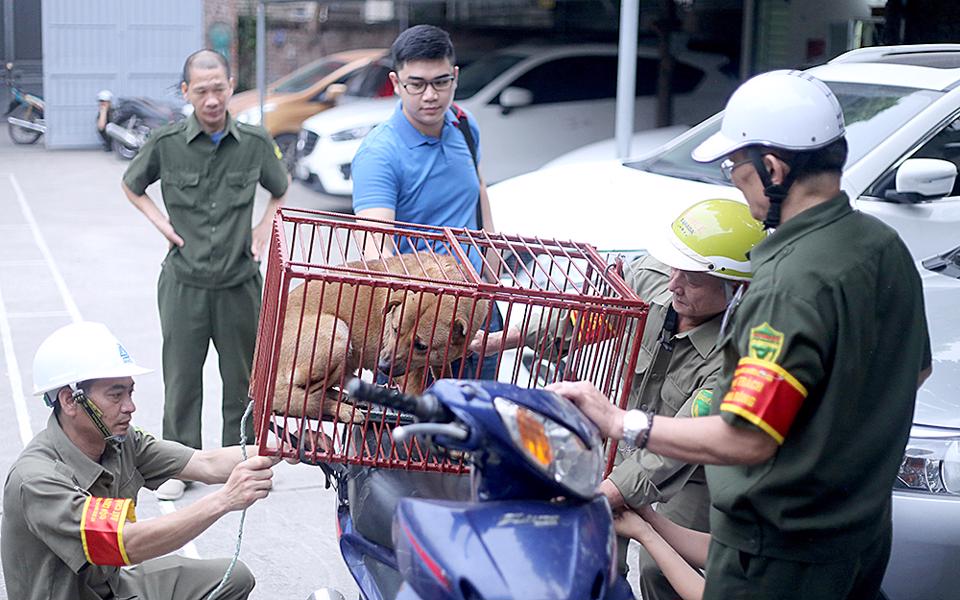 Hanoi to pick up stray dogs for rabies prevention