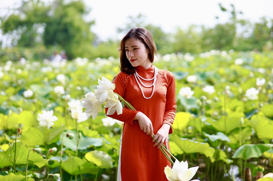 Pure white lotus season in Hanoi