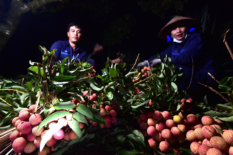 Vietnam’s lychee hub is busy in harvesting season