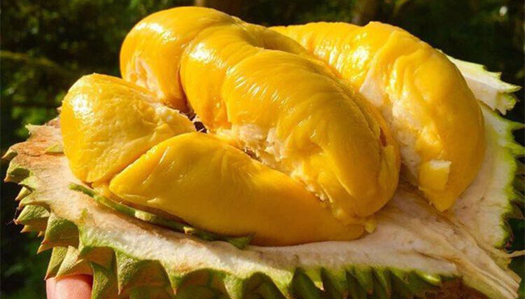 China imports Vietnamese durian after four years of negotiations 