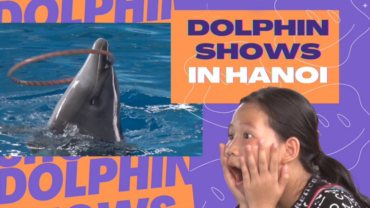 Dolphin shows fascinate audiences in Hanoi